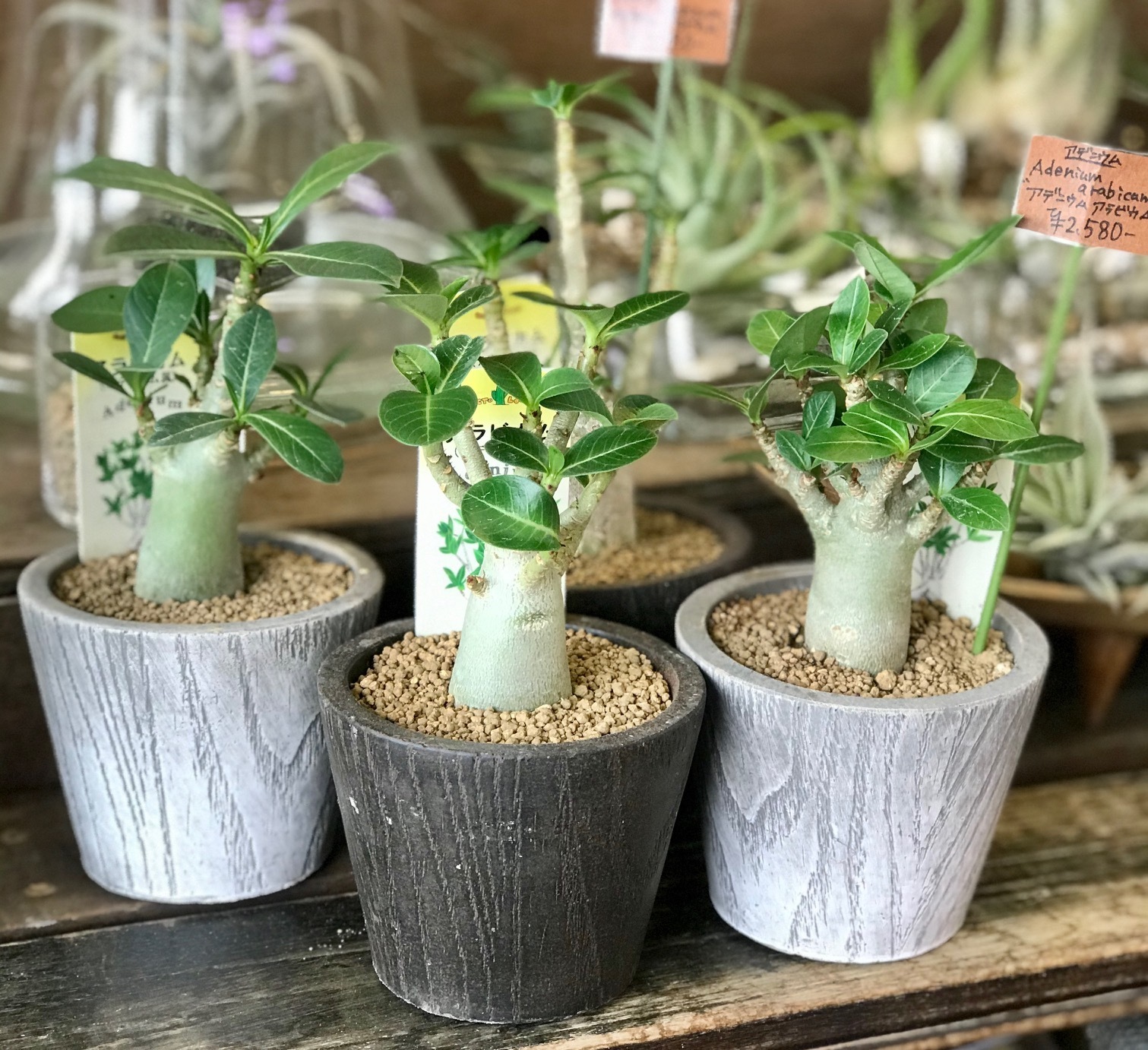 塊根植物（コーデックス）入荷しました！: Tree people 入荷情報！！